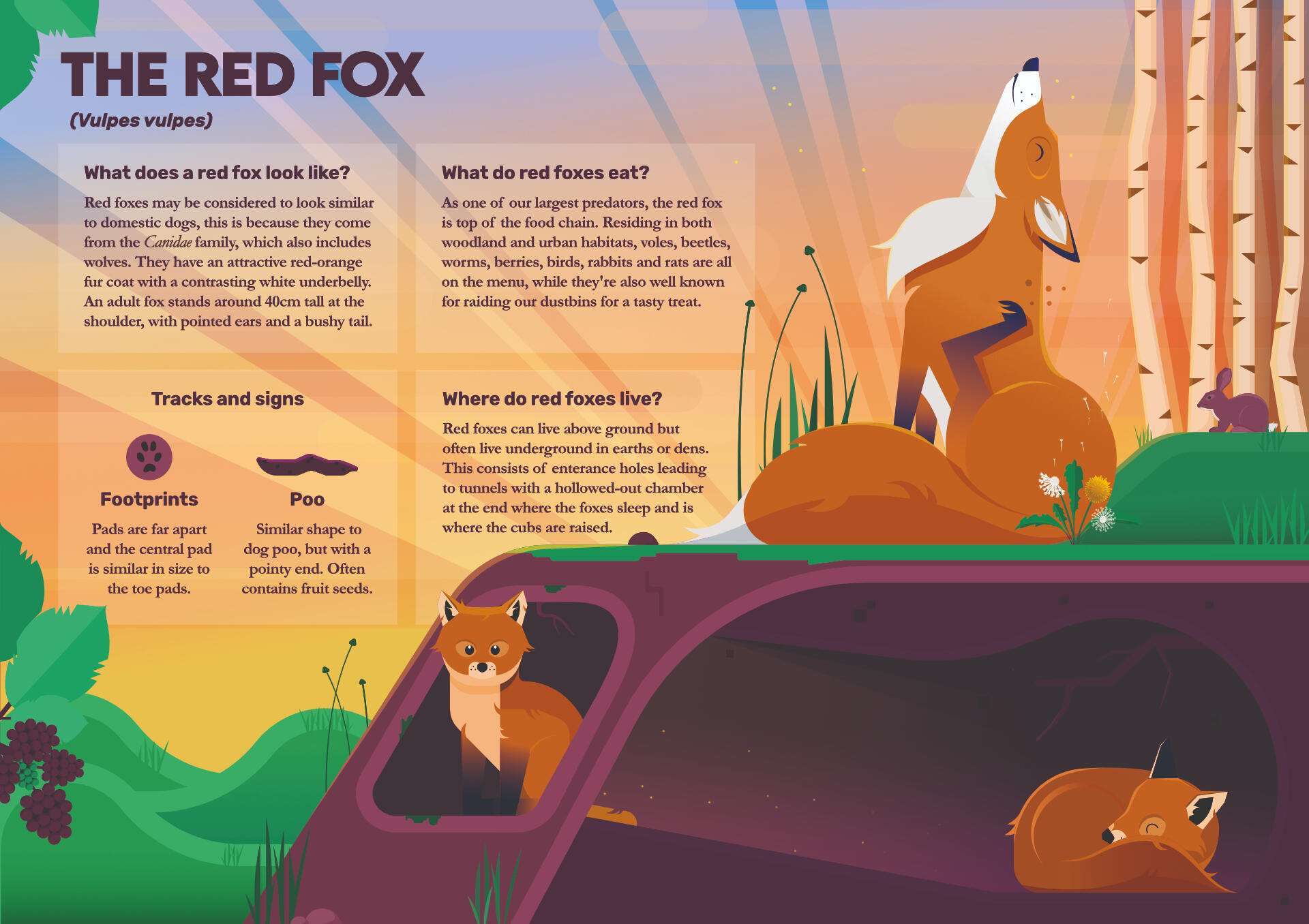 The Red Fox interpretation boards